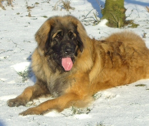 Leonberger