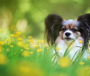 Spaniel kontynentalny Papillon, Trawa, Pies