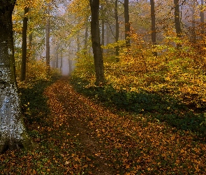 Jesień, Mgła, Droga, Liściasty, Drzewa, Las