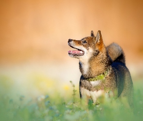 Trawa, Obroża, Pies, Shiba inu