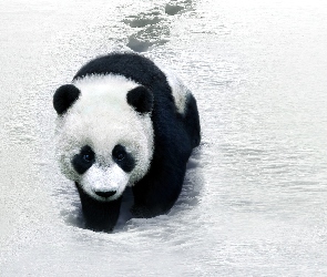 Panda, Zima, Śnieg