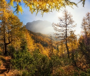 Drzewa, Ścieżka, Góry, Jesień, Las, Mgła
