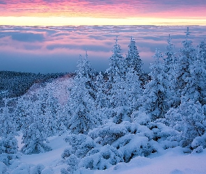 Drzewa, Śnieg, Zima, Polska, Góry, Świerki, Karkonosze, Wschód słońca