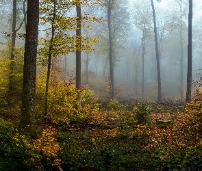 Las, Jesień, Rośliny, Mgła, Drzewa