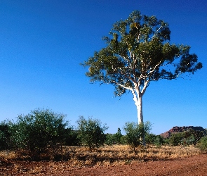 Drzewo, Australia, Pustynny, Krajobraz