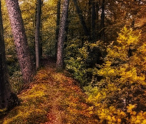 Las, Jesień, Krzewy, Ścieżka