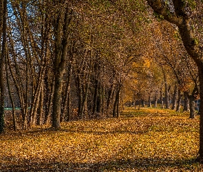 Jesień, Liście, Drzewa, Opadłe, Droga