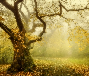 Drzewo, Mgła, Opadłe, Liście, Jesień