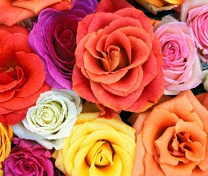 Kolorowe Róże
