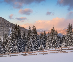 Chmury, Ogrodzenie, Drzewa, Ukraina, Zima, Góry Karpaty, Las