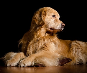 Leżący, Golden retriever, Pies
