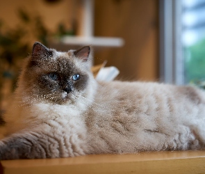 Ragdoll, Kot