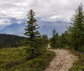 Ścieżka, Roślinność, Lasy, Góry Himalaje, Indie, Miejscowość Śrinagar, Chmury, Stan Uttarakhand, Świerki