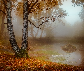 Park, Drzewa, Jesień, Mgła, Staw, Świt, Kamień, Brzoza
