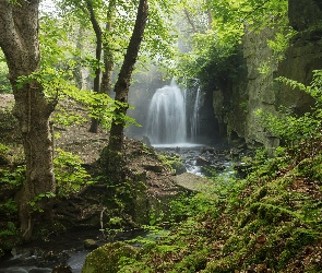 Drzewa, Wodospad Lumsdale Falls, Las, Rzeka, Hrabstwo Derbyshire, Strumień, Anglia, Miejscowość Matlock