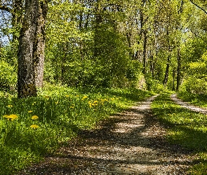 Las, Drzewa, Wiosna, Krzewy, Roślinność, Ścieżki