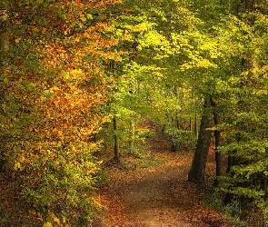 Las, Drzewa, Droga, Ścieżka