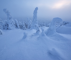 Słońce, Drzewa, Finlandia, Zima, Laponia, Ośnieżone