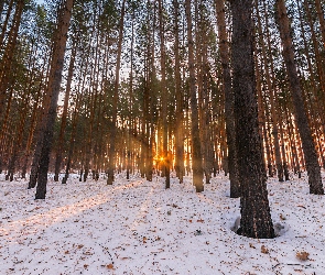 Zima, Promienie słońca, Las, Drzewa, Śnieg