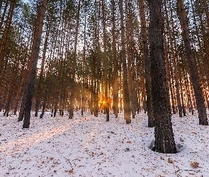 Śnieg, Promienie słońca, Drzewa, Las, Zima