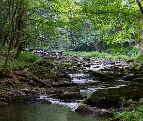 Stany Zjednoczone, Kamienie, Drzewa, Roślinność, Omszałe, Las, Stan Wirginia Zachodnia, Rzeka, Obszar Monongahela National Forest