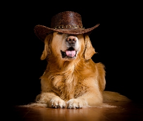 Kapelusz, Golden retriever, Śmieszne, Pies