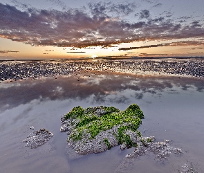 Wodorosty, Zachód słońca, Morze, Plaża