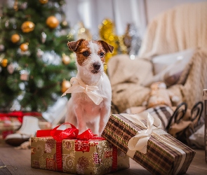 Jack Russell terier, Święta, Prezenty, Kokardka, Pies