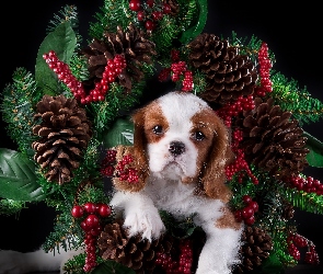 Cavalier king charles spaniel, Wieniec, Szczeniak