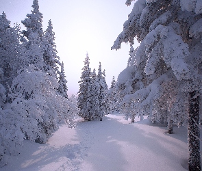 Zima, Ośnieżone, Śnieg, Las, Ślady, Drzewa