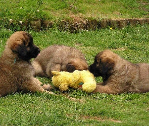 Leonbergery, maskotka, Trzy