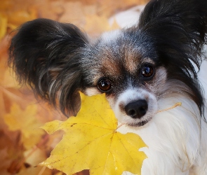 Spaniel kontynentalny miniaturowy Papillon, Liść, Pies