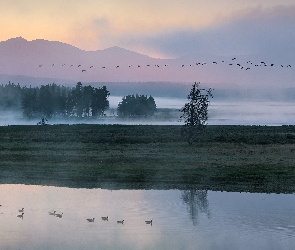 Jezioro, Kaczki, Mgła, Drzewa, Góry