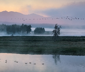 Góry, Kaczki, Drzewa, Mgła, Jezioro