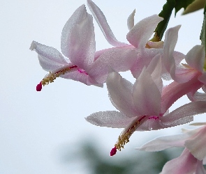 Kaktus Szlumbergera, Szlumbergera, Kwiat, Grudnik