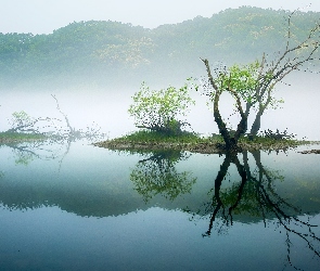Jezioro, Mgła, Drzewa