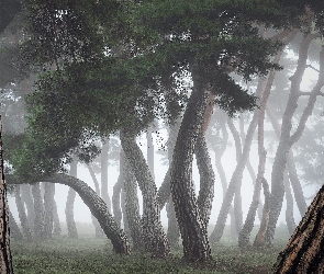 Drzewa, Mgła, Pnie, Las