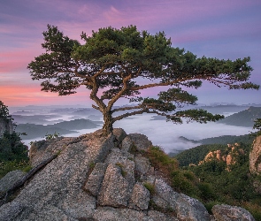 Prowincja Jeolla Północna, Góry, Wschód Słońca, Korea Południowa, Sosny, Park prowincjonalny Daedunsan, Drzewa