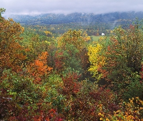 Jesień, Drzewa