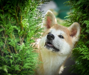 Gałązki, Zielone, Pies, Akita inu