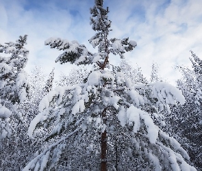 Zima, Świerki, Drzewa, Śnieg
