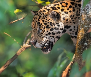 Jaguar amerykański, Drzewo