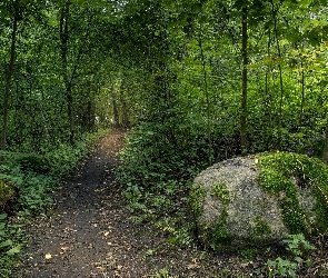 Kamień, Omszały, Drzewa, Las, Dróżka, Rośliny