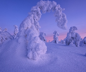 Zima, Drzewa, Zaśnieżone, Śnieg