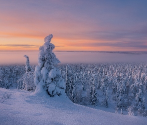 Zima, Finlandia, Mgła, Ośnieżone, Drzewa, Laponia