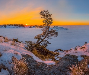 Sosna, Zima, Rosja, Wschód słońca, Jezioro Ładoga, Karelia, Roślinność