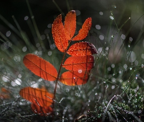 Brązowe, Trawa, Jarzębiny, Liście, Gałązka