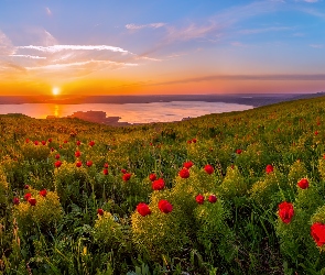 Jezioro, Wschód słońca, Piwonie delikatne, Kwiaty