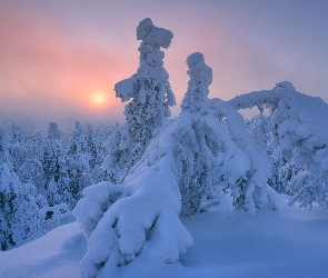Wschód słońca, Drzewa, Zima, Finlandia, Rezerwat Valtavaara, Wzgórze, Laponia, Mgła