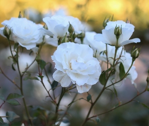 Róże, Zbliżenie, Białe